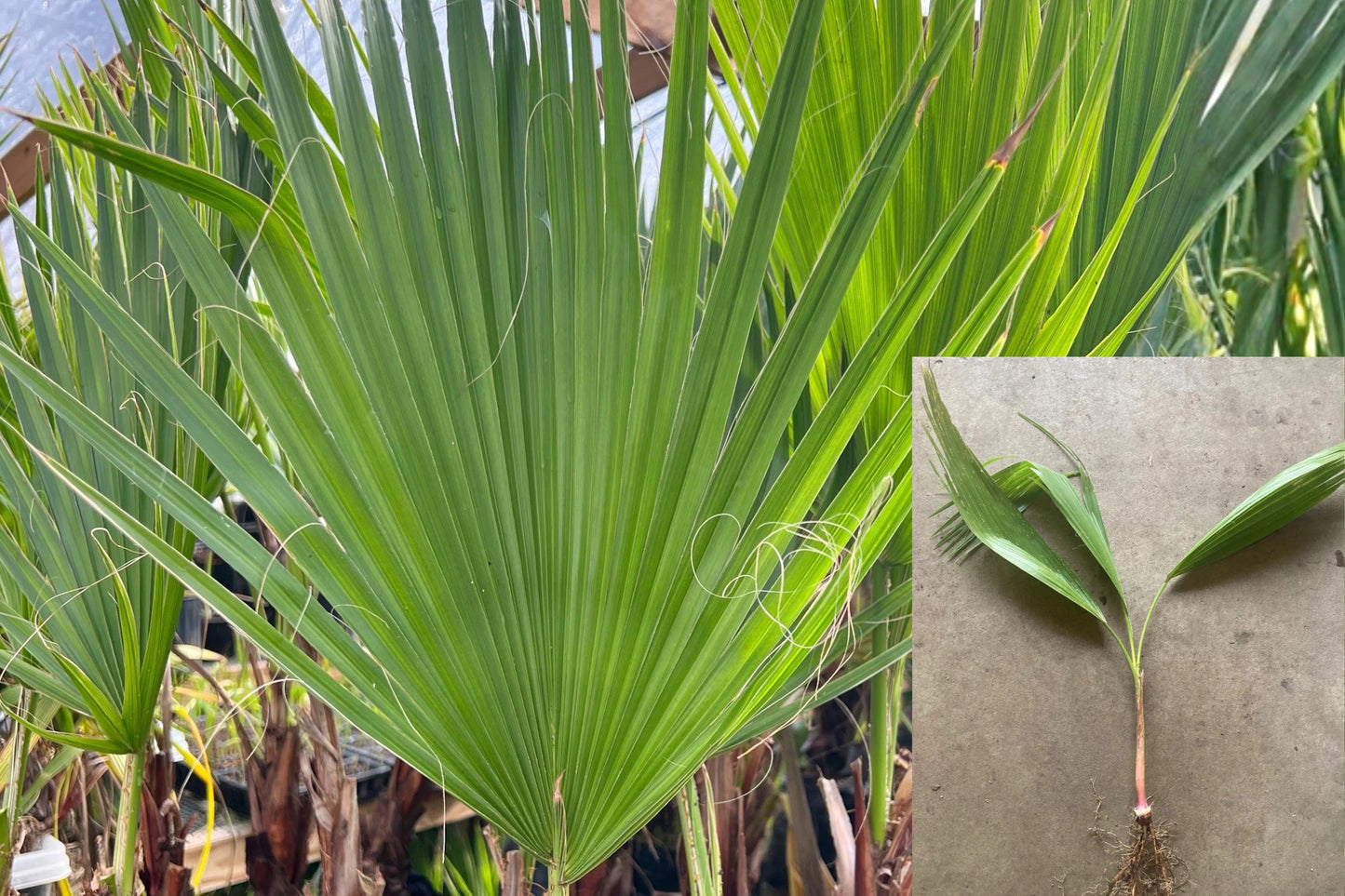 Mexican Fan Palm Live Seedling – Washingtonia robusta – Bare Root