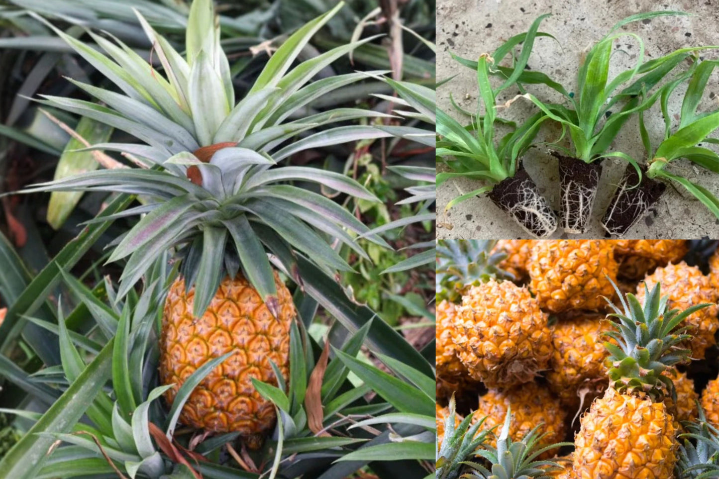 Elite Gold Pineapple 2 Live Plants – 4–6 Inch Starter Plants – Ananas comosus