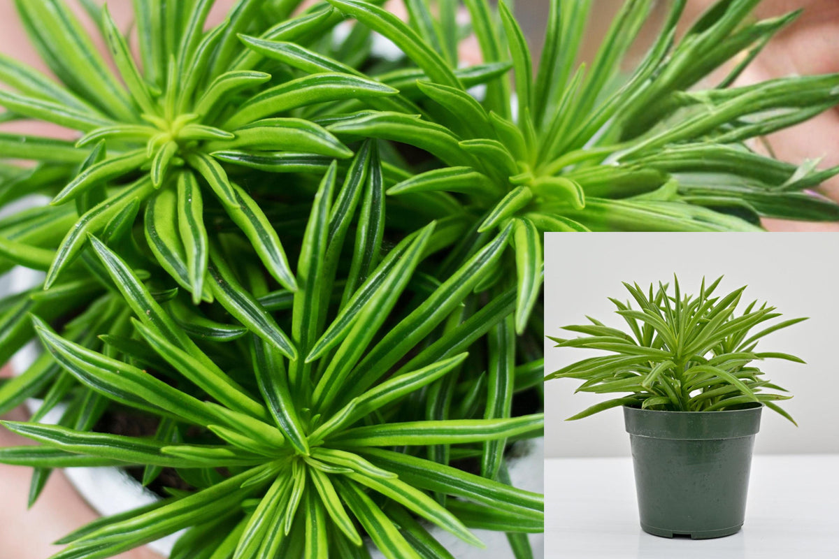 Peperomia Ferreyrae Live Plant, Green Happy Bean Peperomia, 4 Inch Nursery Pot, 7 Inch Indoor Succulent-Like Houseplant
