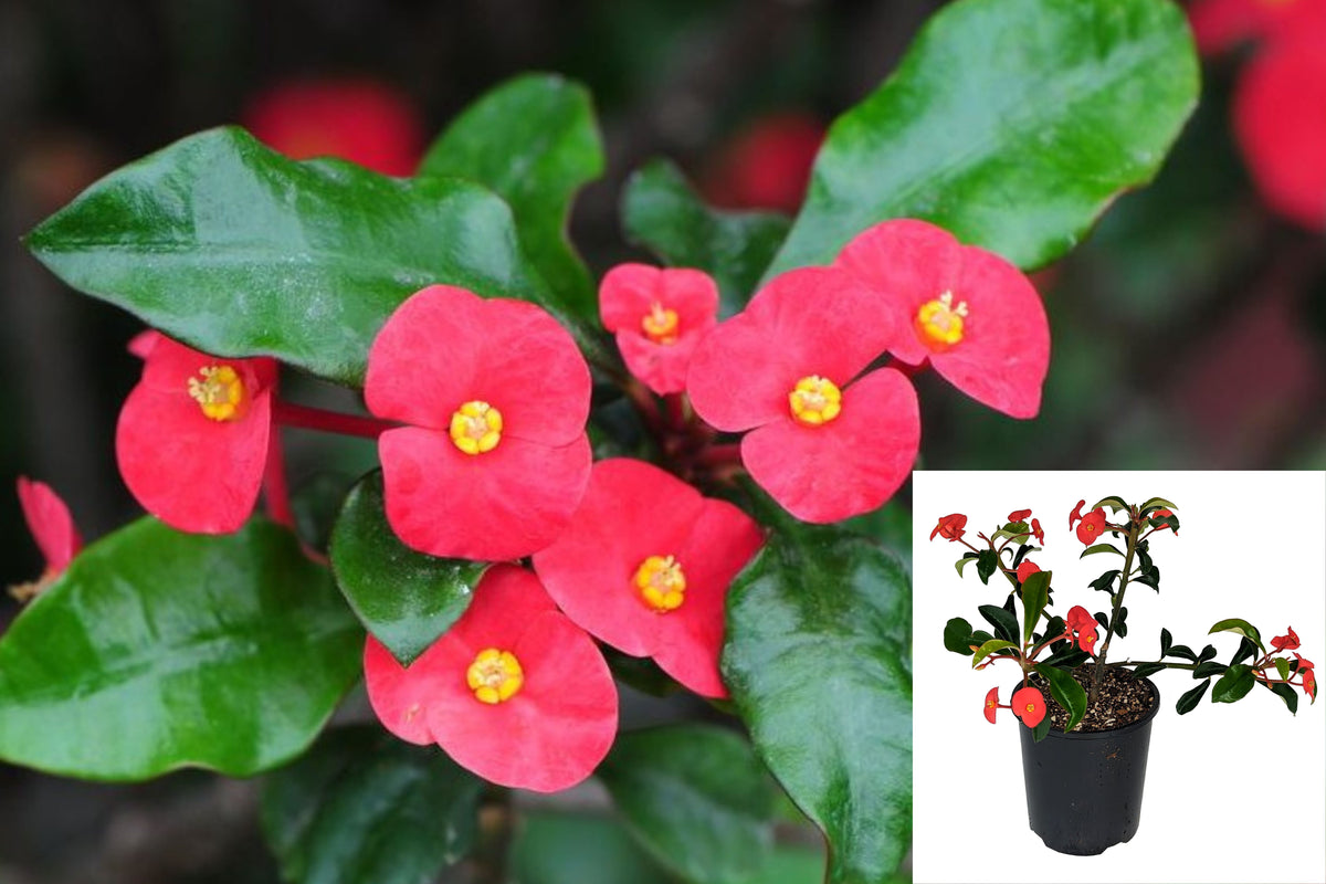 Euphorbia geroldii Live Plant, Thornless Crown of Thorns, 4–6 Inch Flowering Succulent Shrub, Ships Without Pot