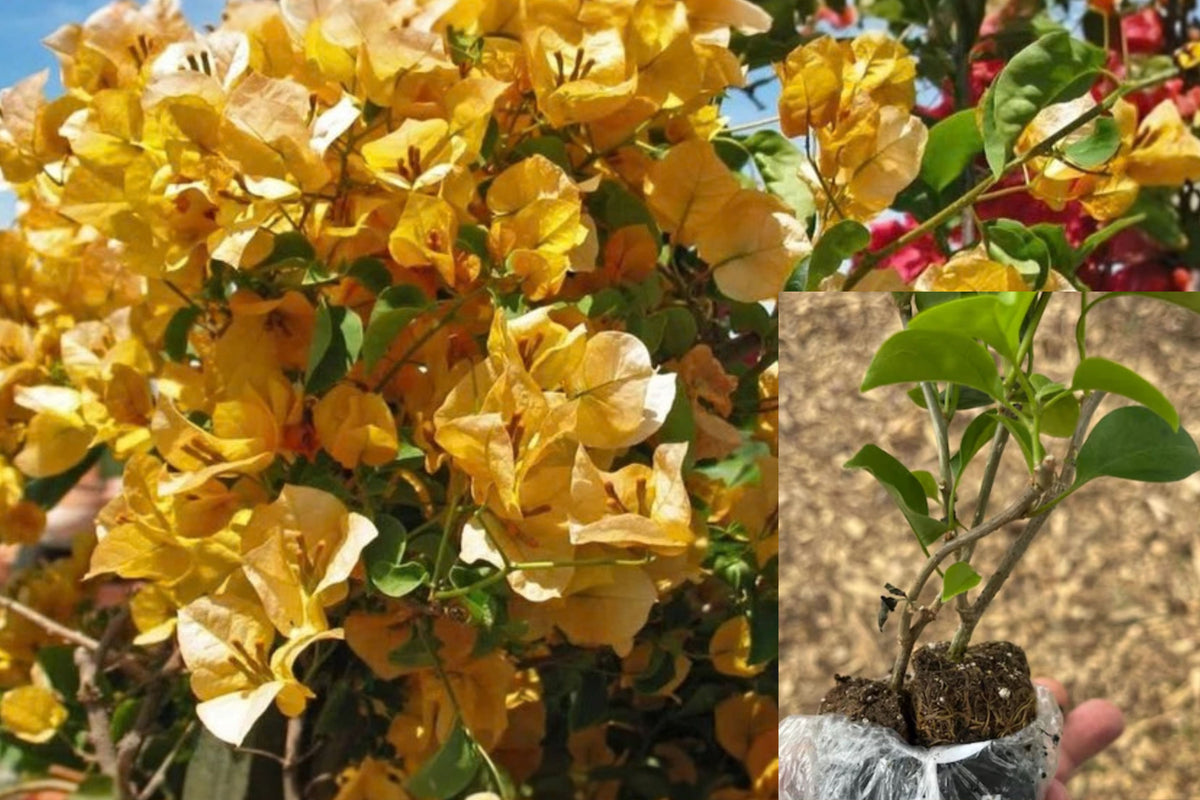 California Gold Bougainvillea 3 Live Plants – 4–6 Inches Tall – Bougainvillea spp.