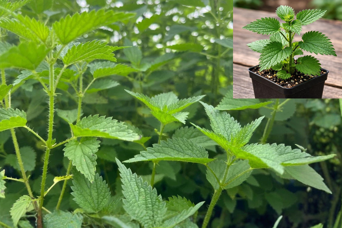 Stinging Nettle Live Plant, Urtica Dioica Herb in 3.5 Inch Pot, Perennial Edible Garden Herb, Outdoor Plant Starter