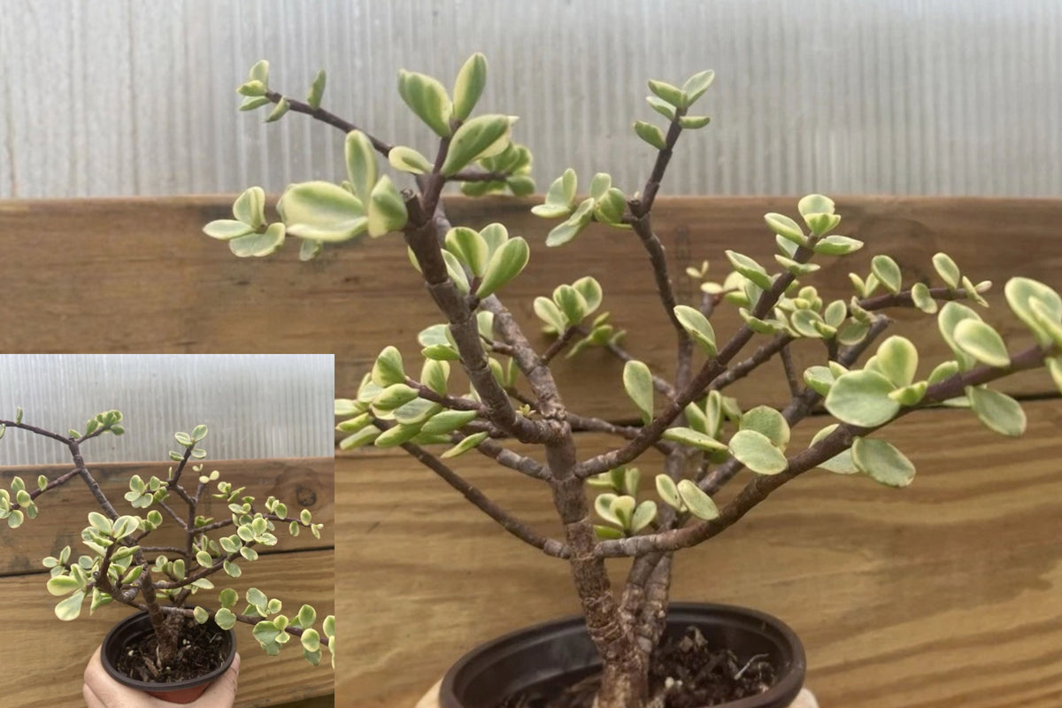Elephant Bush Pre-Bonsai Live Plant – Multiple Branches – Jade Succulent
