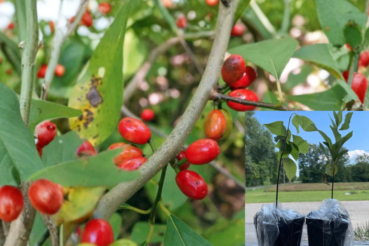 Live Spicebush Plant 1 Plant – 6 Inch Tall 4 Inch Pot – Lindera benzoin