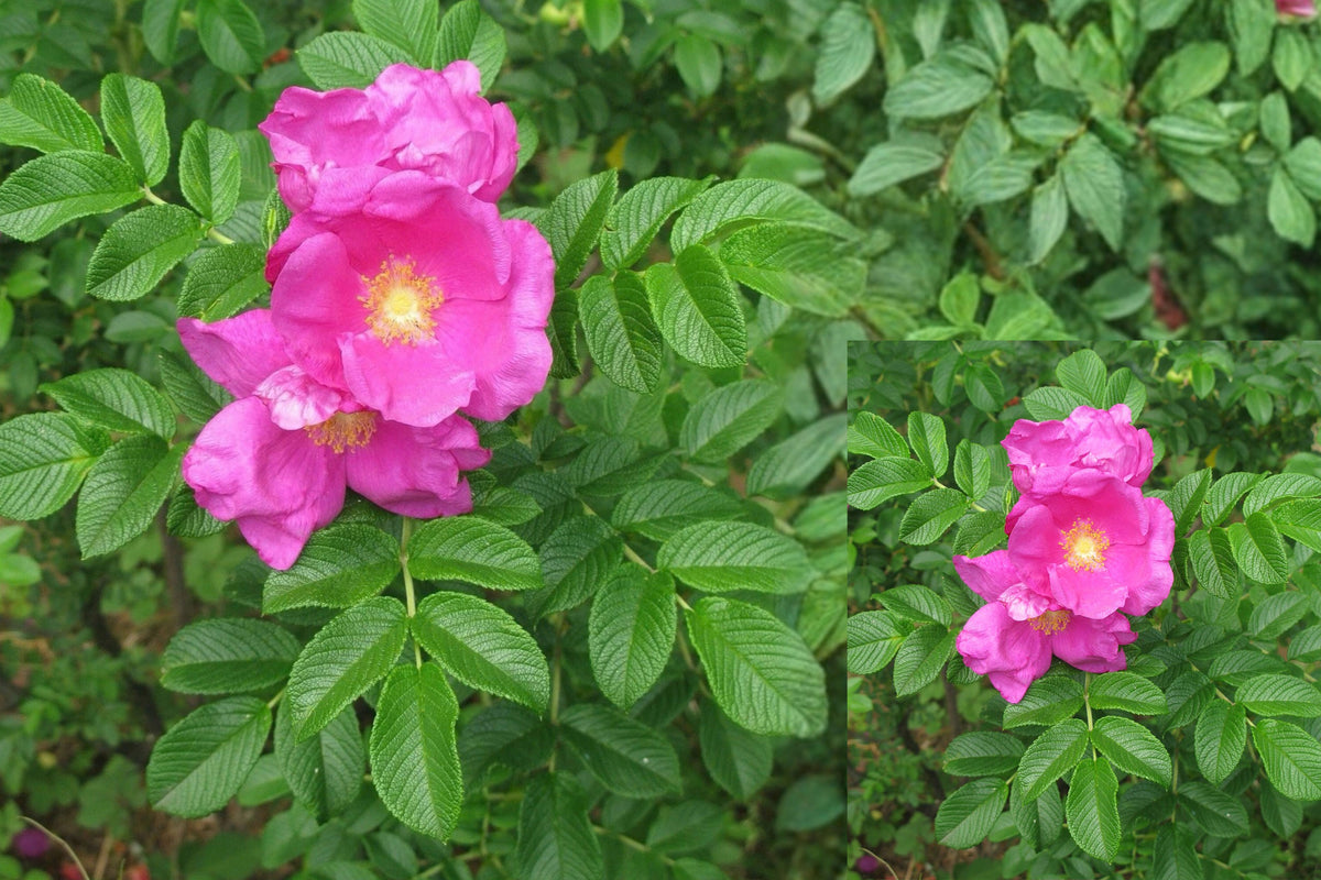 Rosa Rugosa Seaside Rose 1 Bare Root Plant – Rosa rugosa