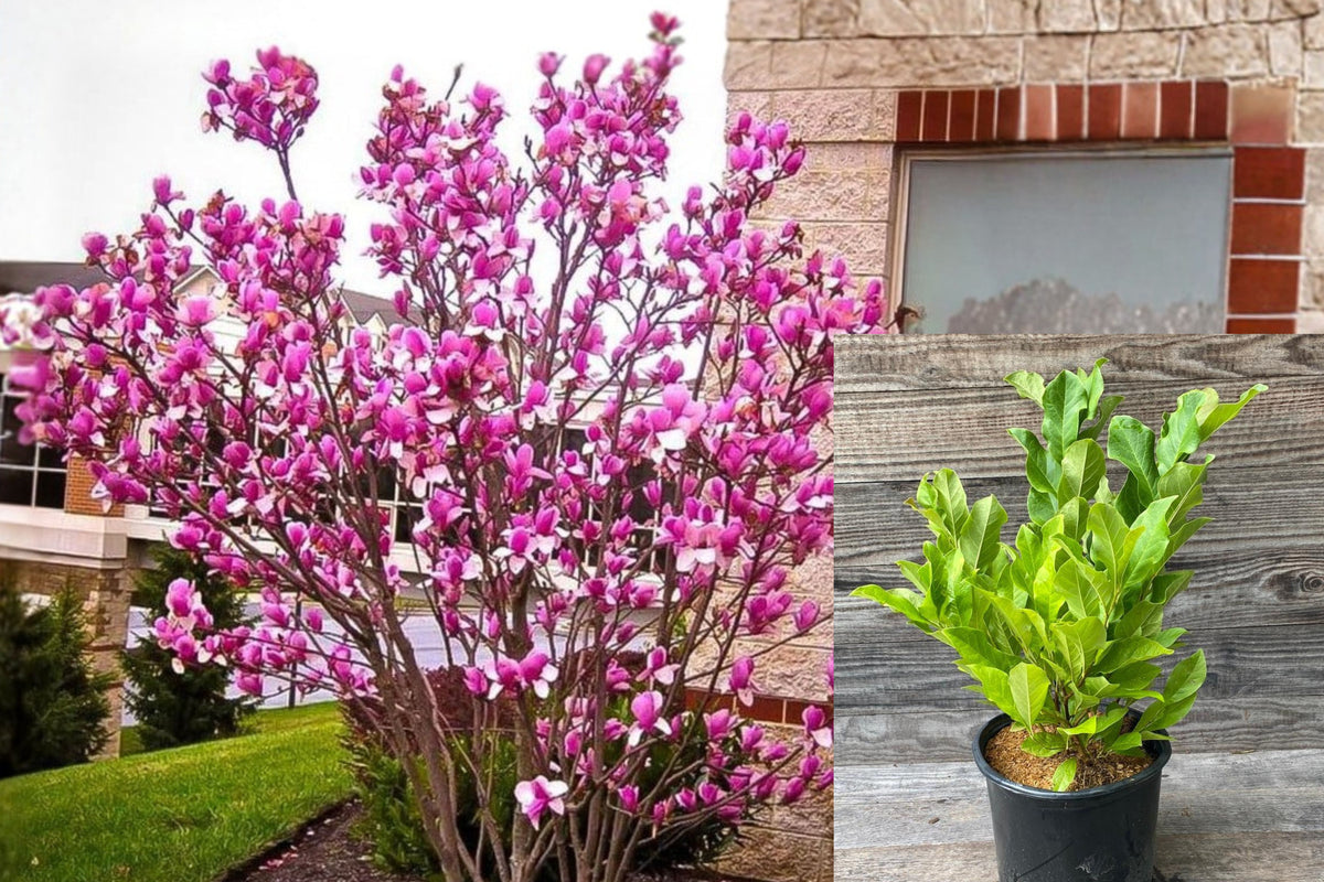 Ann Magnolia Live Plant, 6–12 Inch Flowering Magnolia Shrub, Fragrant Spring Blooming Tree, Potted Garden Starter