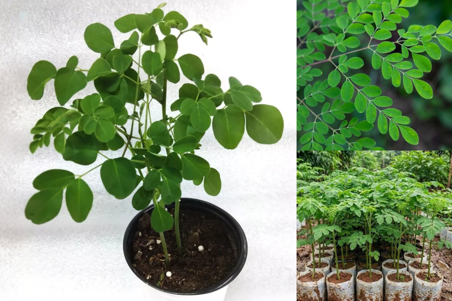 Moringa Tree Seedlings – 2 Live Plants – 12–20" Tall – Moringa oleifera