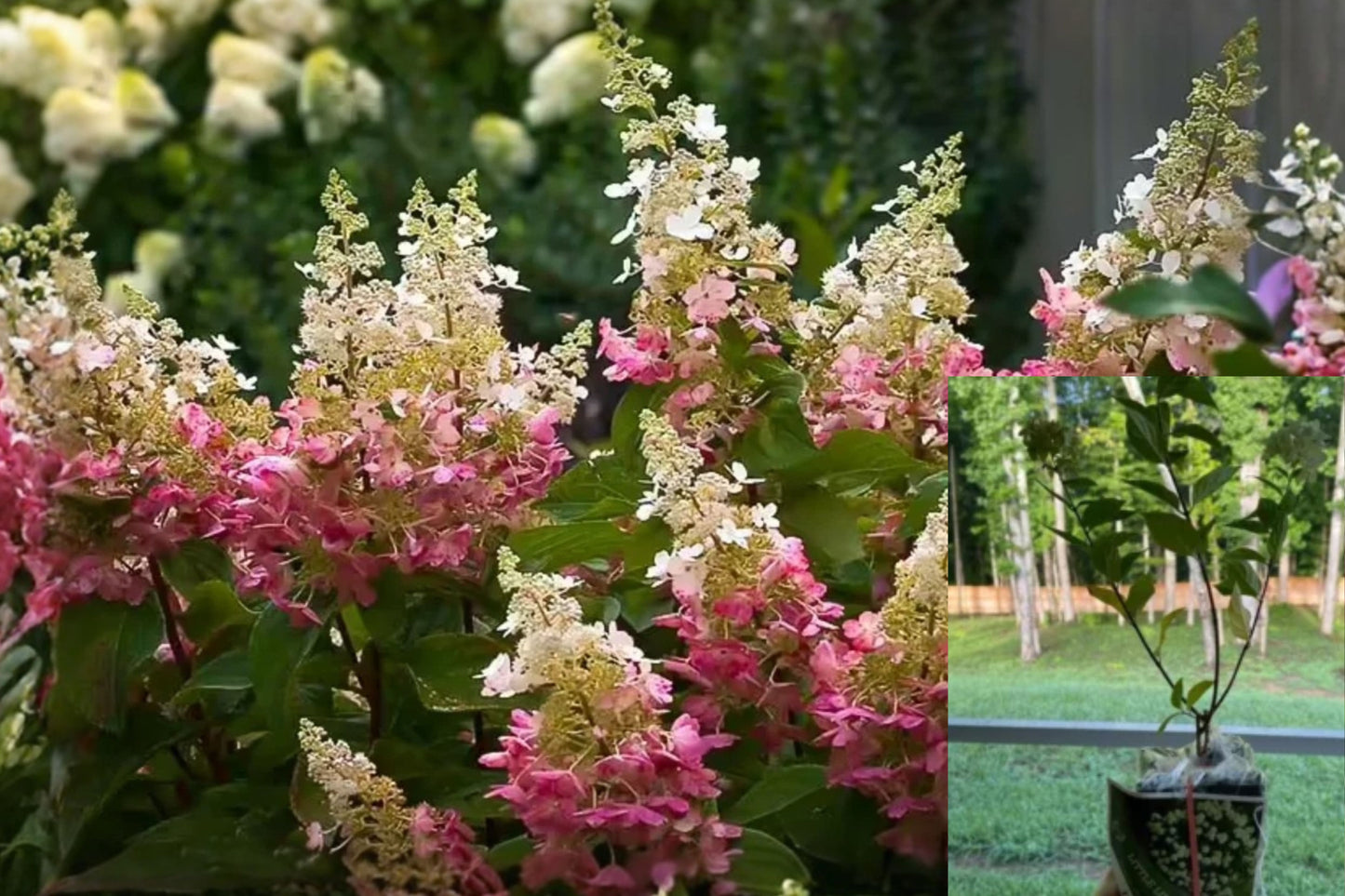 Pinky Winky Hydrangea 1 Live Plant 6–12 Inch Quart Pot – Hydrangea paniculata
