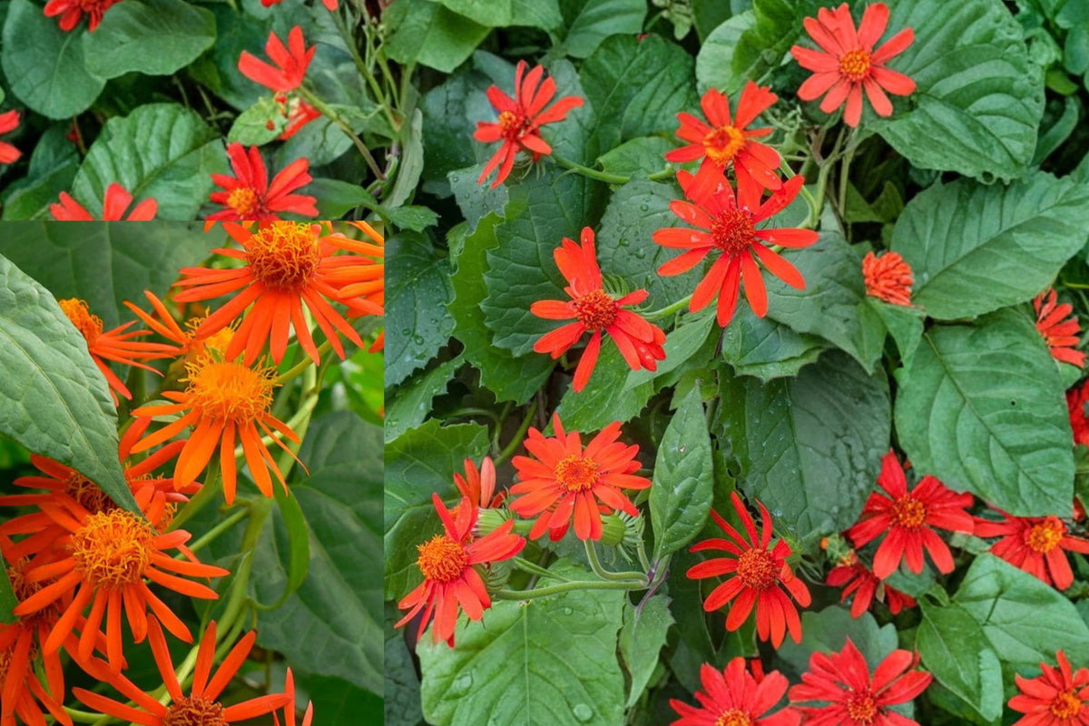 Mexican Flame Vine 2 Live Plants – 4–6 Inch Rooted Starters – Pseudogynoxys confusus