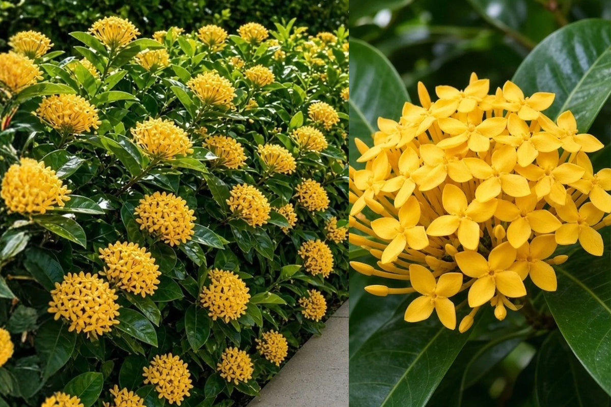 Maui Yellow Ixora – 2 Bare Root Live Plants – 4–6 Inches – Ixora