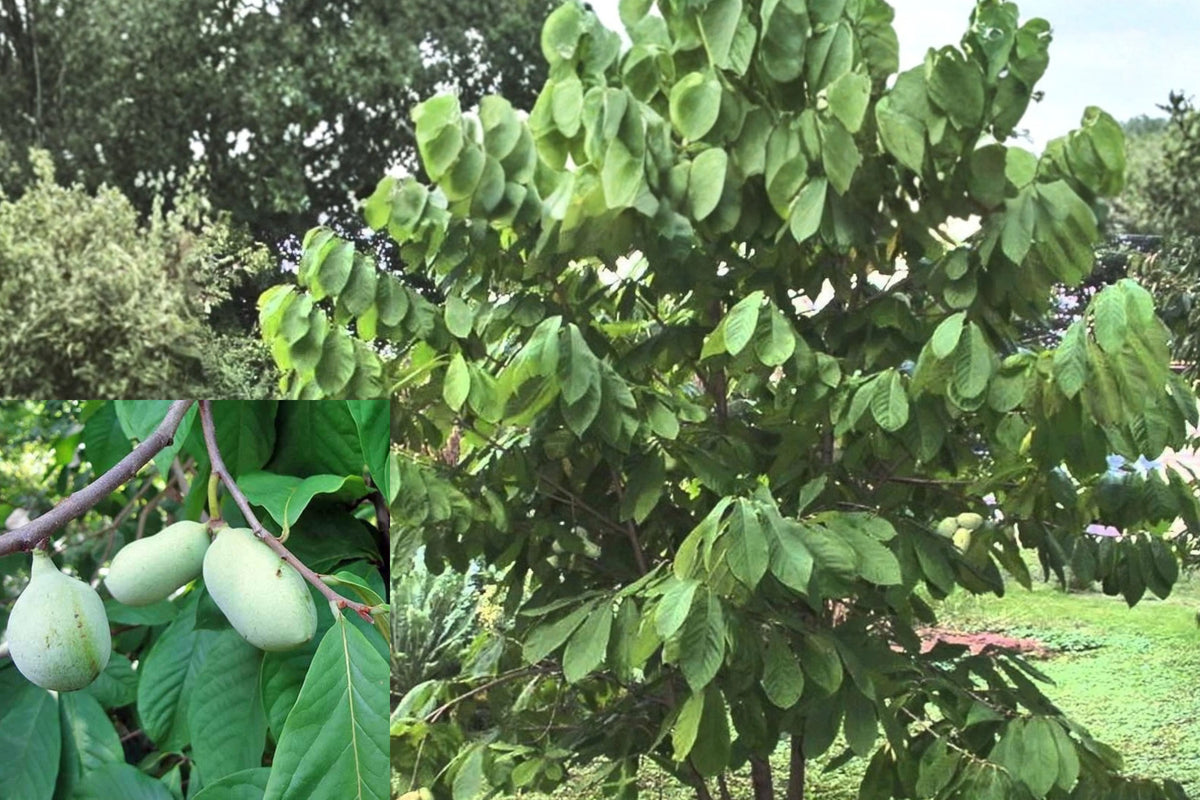 Paw Paw Tree Live Plant 12+ Inches – Asimina triloba Bare Root