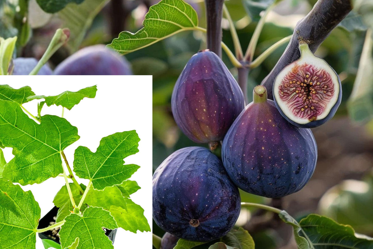Celeste Fig Live Plant, Ficus carica Sweet Honey Fig Tree, 3 Inch Pot, Edible Fruit Tree Starter for Home Orchard