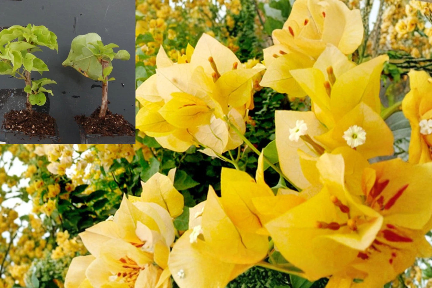 Gold Bougainvillea 1 Live Starter Plant – Bougainvillea