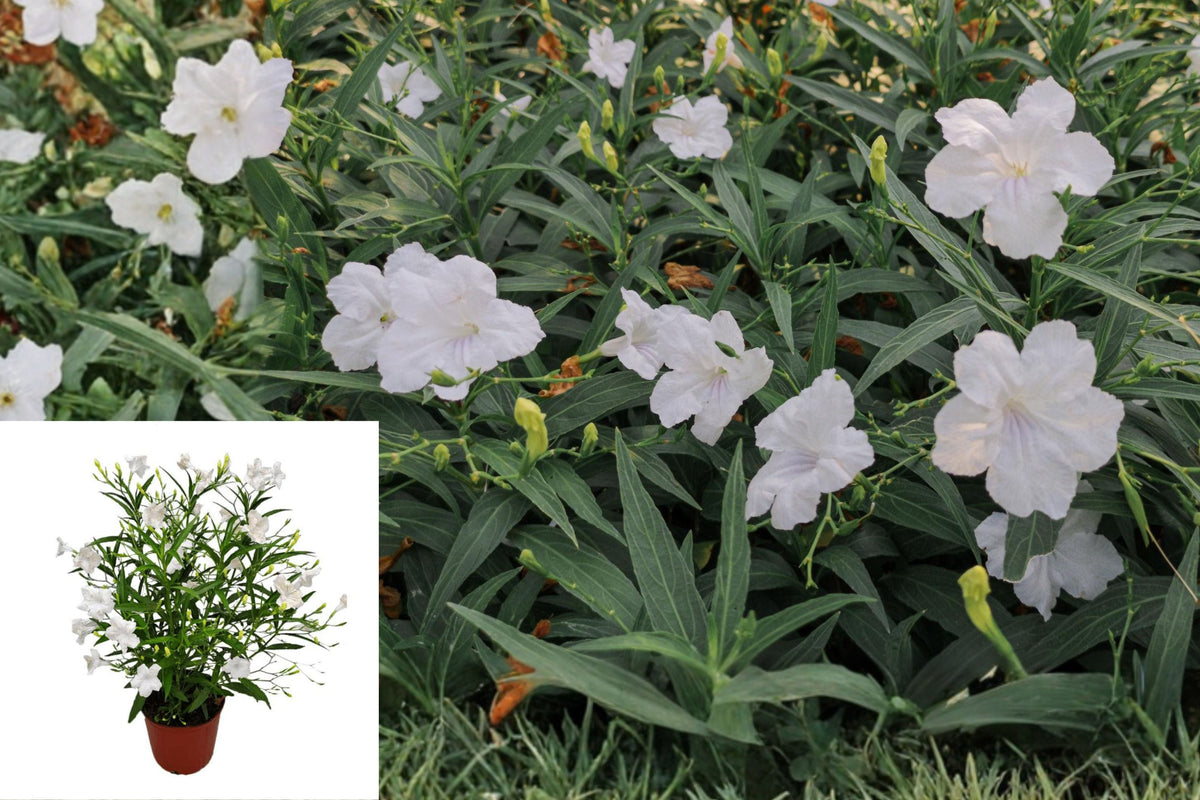White Mexican Petunia Live Plants, Pack of 4, Ruellia Simplex White Flowers, Outdoor Perennial Garden Plants