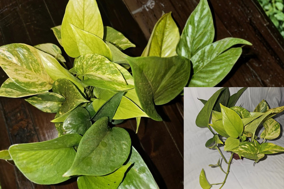 3-in-1 Pothos Live Plant Mix – Golden, Neon & Jade in 4-Inch Pot (Epipremnum aureum)