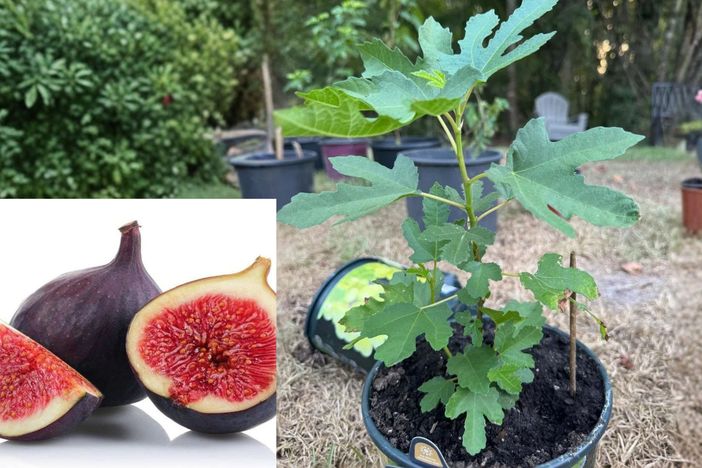 Violette de Bordeaux Fig Live Plant – 3–8 Inch – Ficus carica