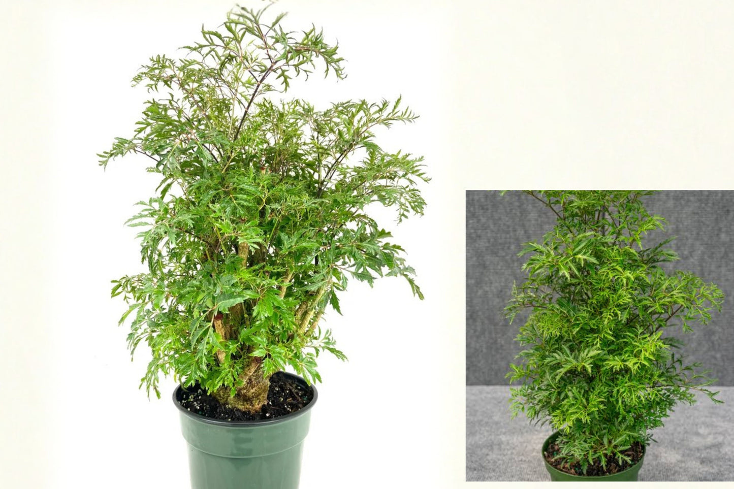 Aralia Ming Live Plant – 6 Inch – Polyscias fruticosa Indoor Houseplant