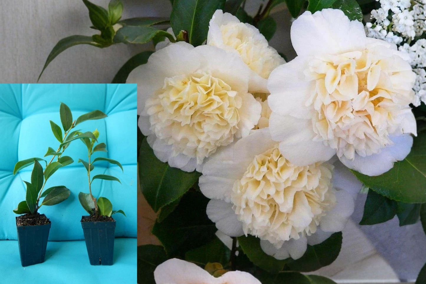 Jury's Yellow Camellia Live Plant – 1 Starter Plant – Camellia japonica