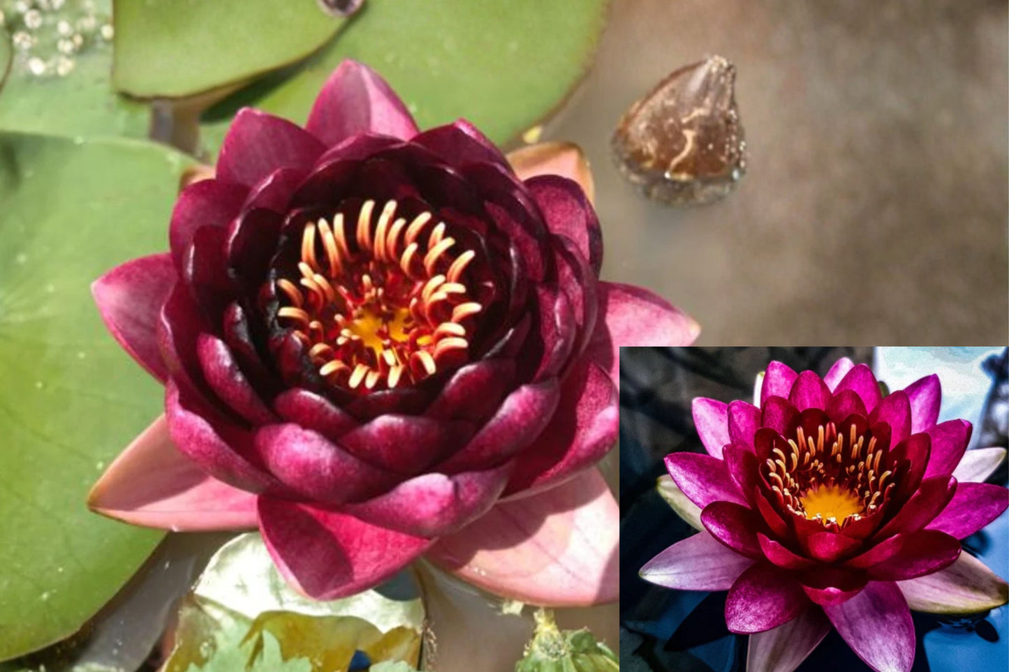 Almost Black Water Lily 1 Sprouted Rhizome – Nymphaea