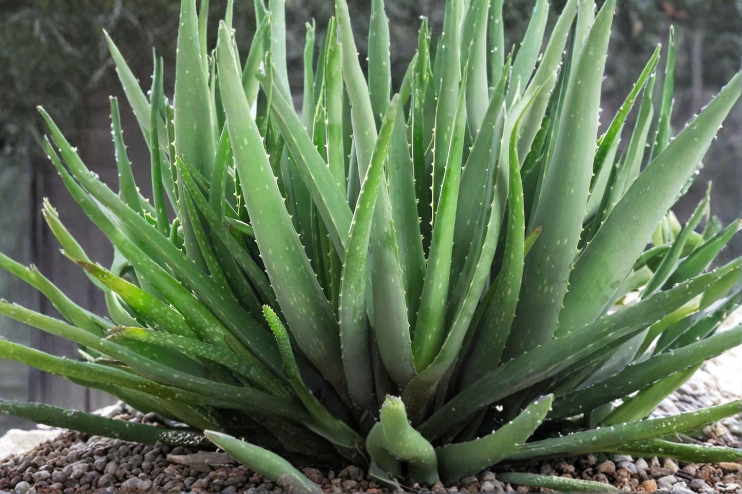Aloe Vera Live Plant – 1 Potted Starter Plant – 6–8 Inches Tall – Aloe vera