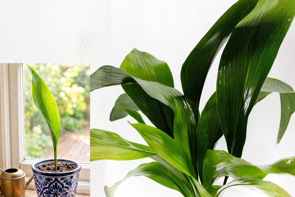 Dwarf Cast Iron Plant Tiny Tank, Aspidistra Live Plant, 4 Inch Potted Houseplant, Compact Green Foliage, Easy Care Indoor Plant