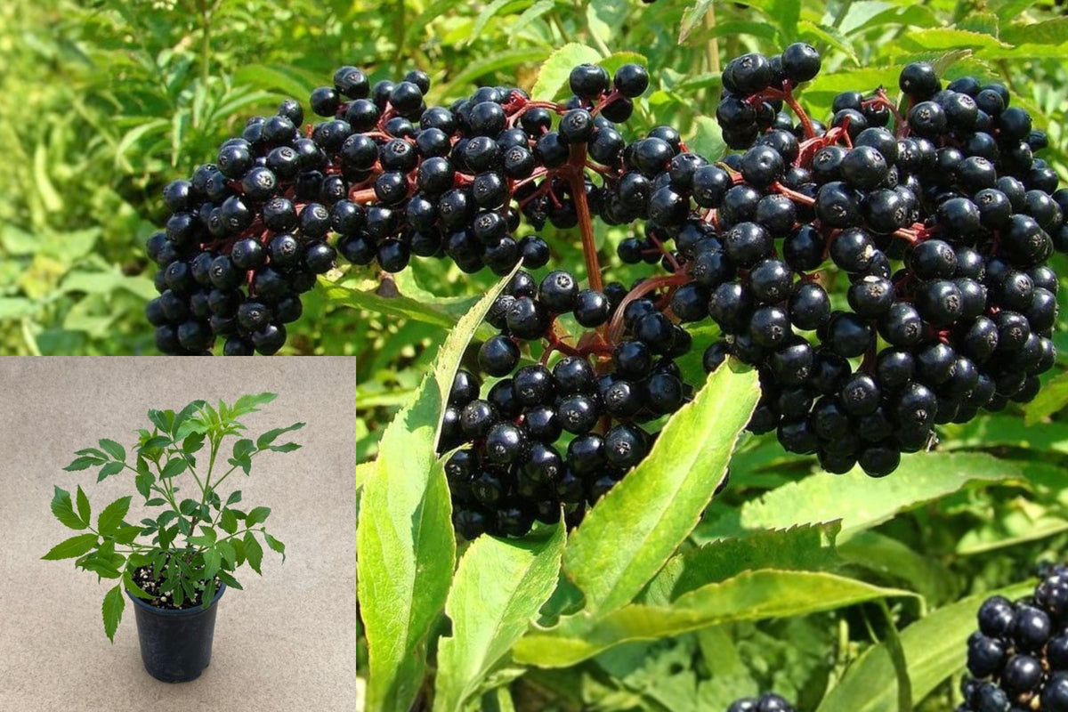 American Elderberry Live Plant, Black Elderberry Bush Seedling, 6–12 Inch Tall Fruit Shrub, Outdoor Garden Starter