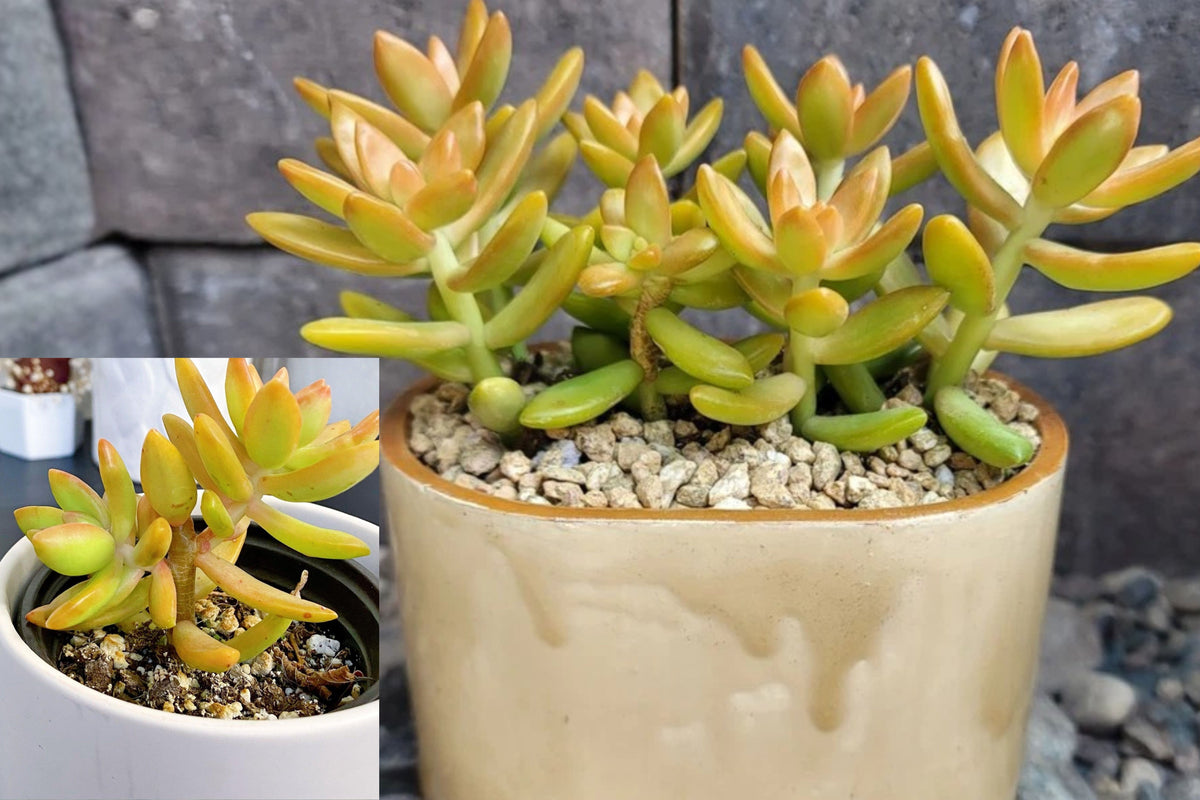 Golden Sedum Live Plant, Sedum Adolphii Succulent in Handmade Pot, Golden Orange Trailing Succulent, Potted Plant Gift