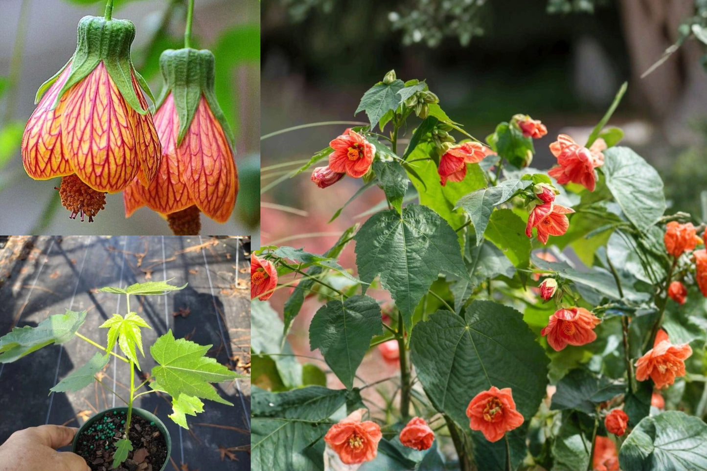 Orange Tiger Abutilon Live Plant – 1 Starter Plant – 4–6" Tall