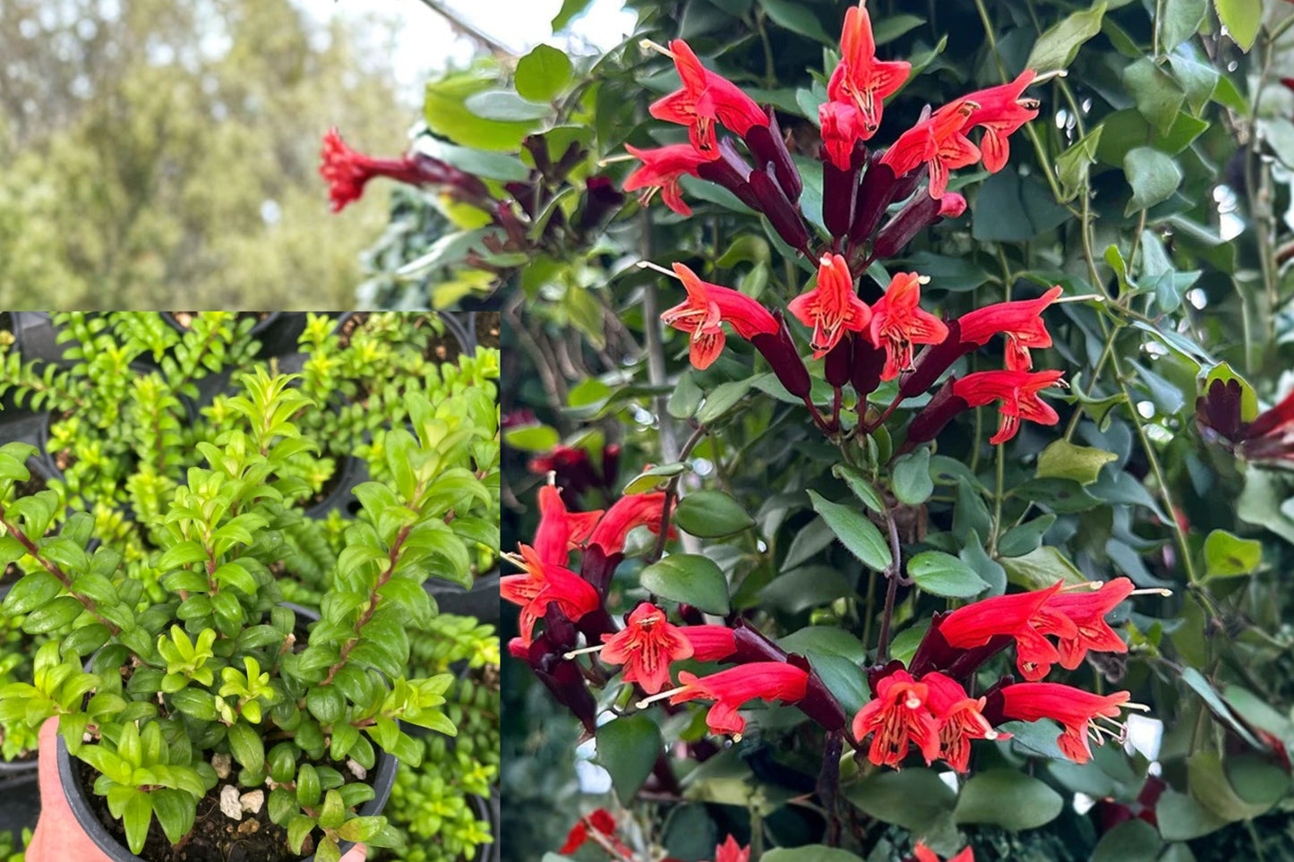 Lipstick Plant 10-Inch Live Houseplant – Aeschynanthus radicans in 3.5-Inch Pot
