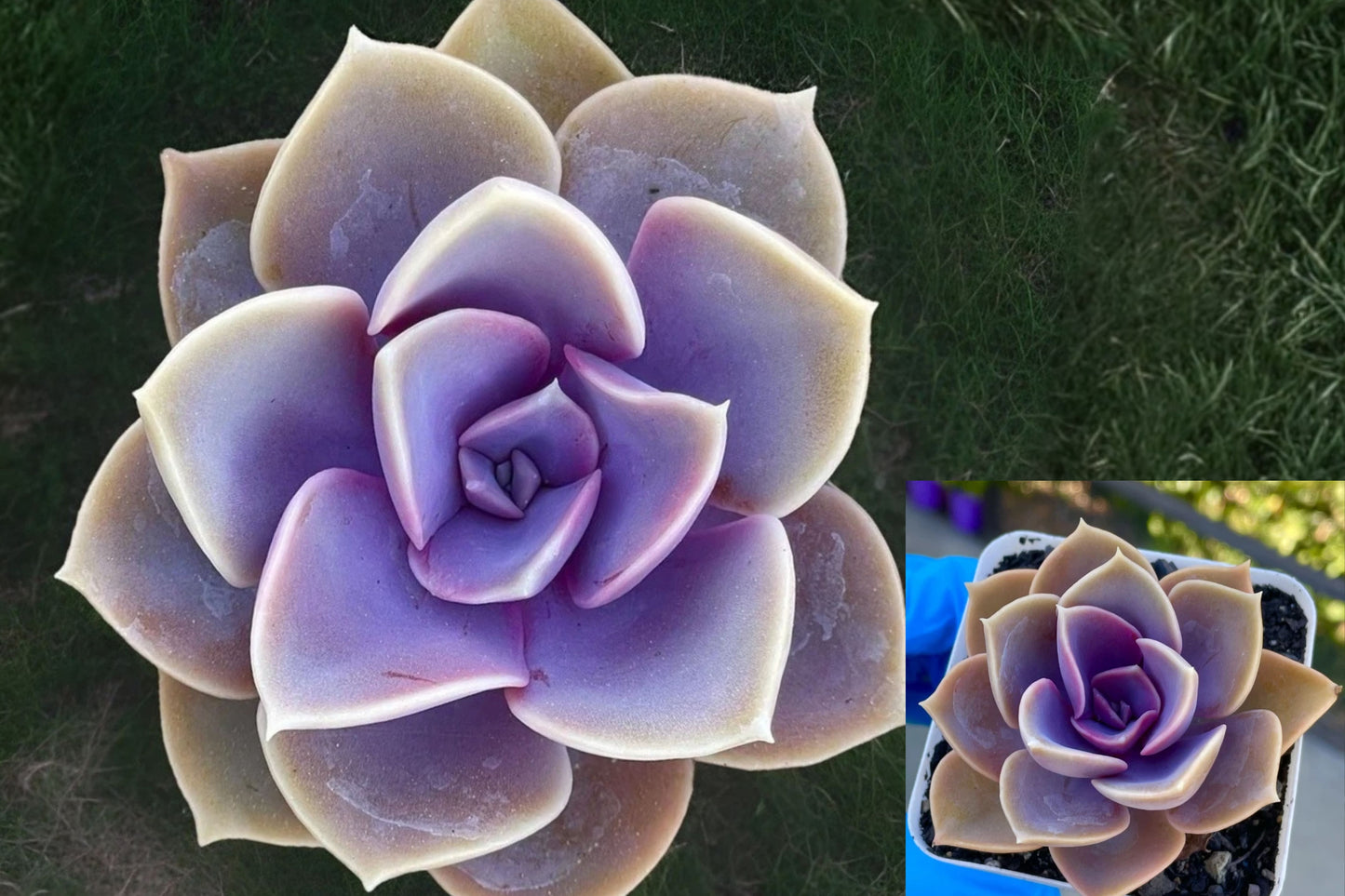 Echeveria Perle von Nurnberg Live Plant – 2" Rooted Succulent