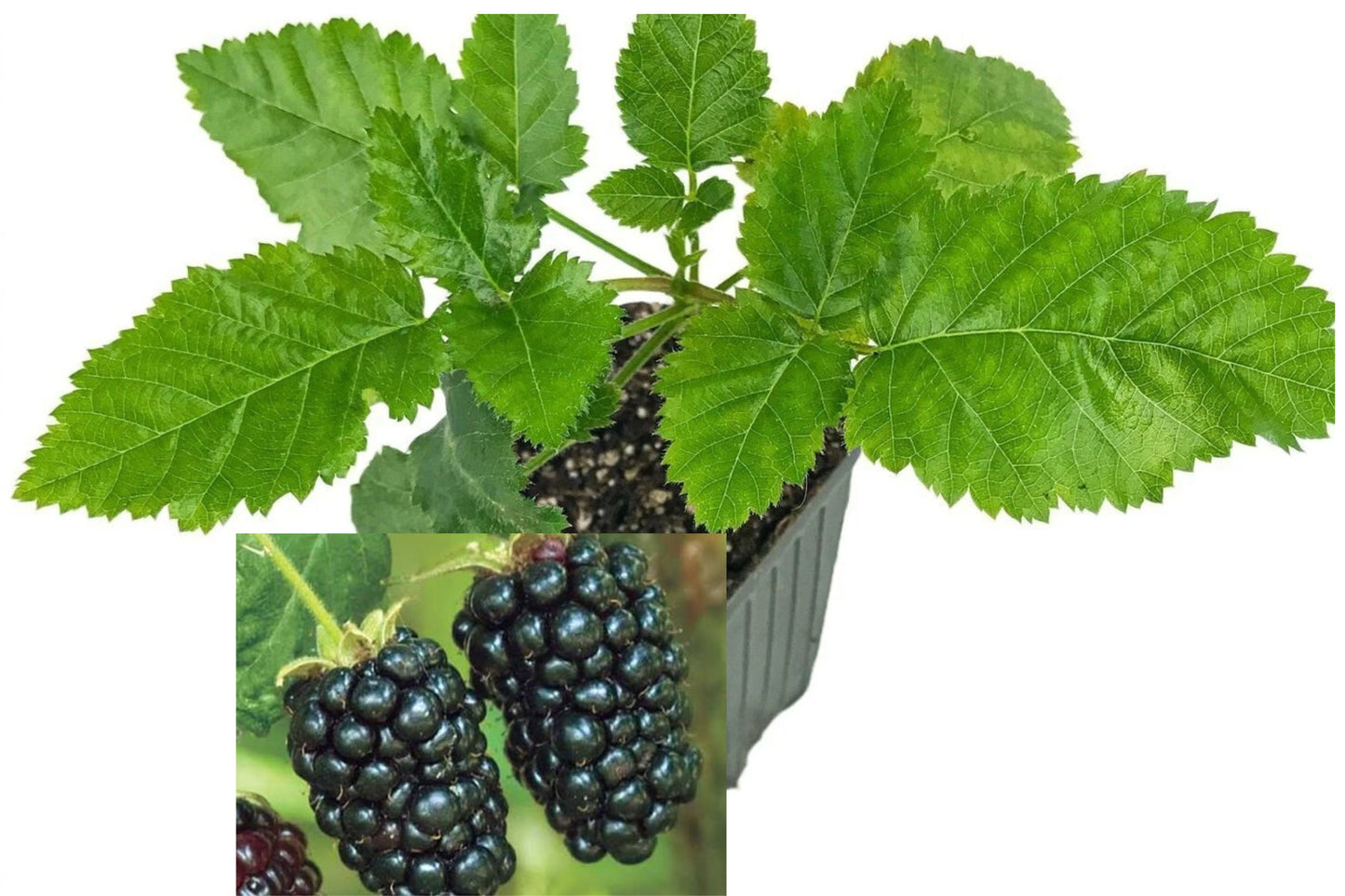 Prime-Ark Freedom Blackberry Live Plant – 3–8 Inch Starter – Rubus