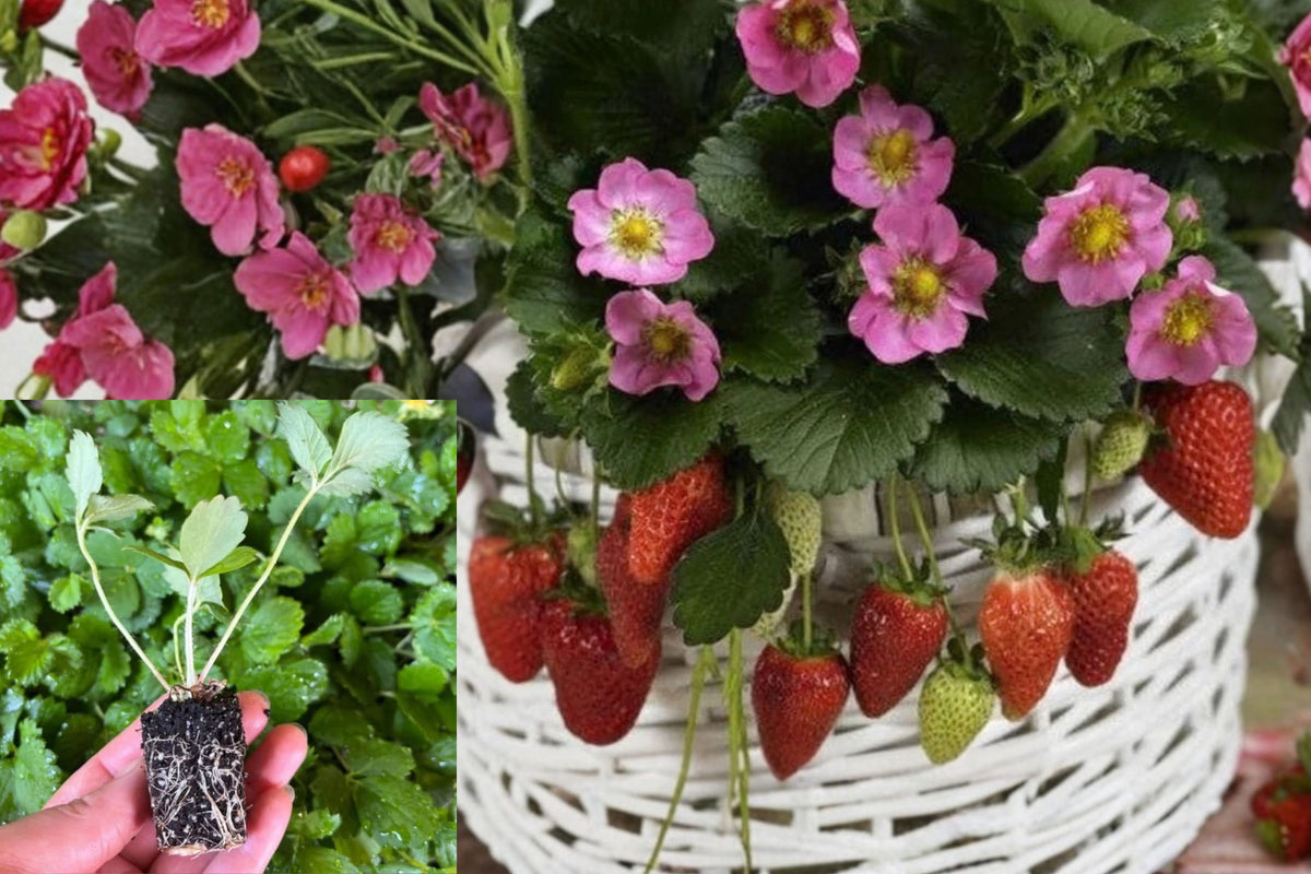 Strawberry Rose Summer Breeze Live Plant – 1 Rooted Starter – 1" Pot