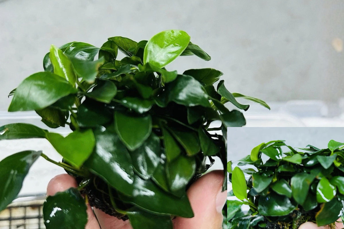 Anubias Live Aquarium Plant – Freshwater Aquatic Plant