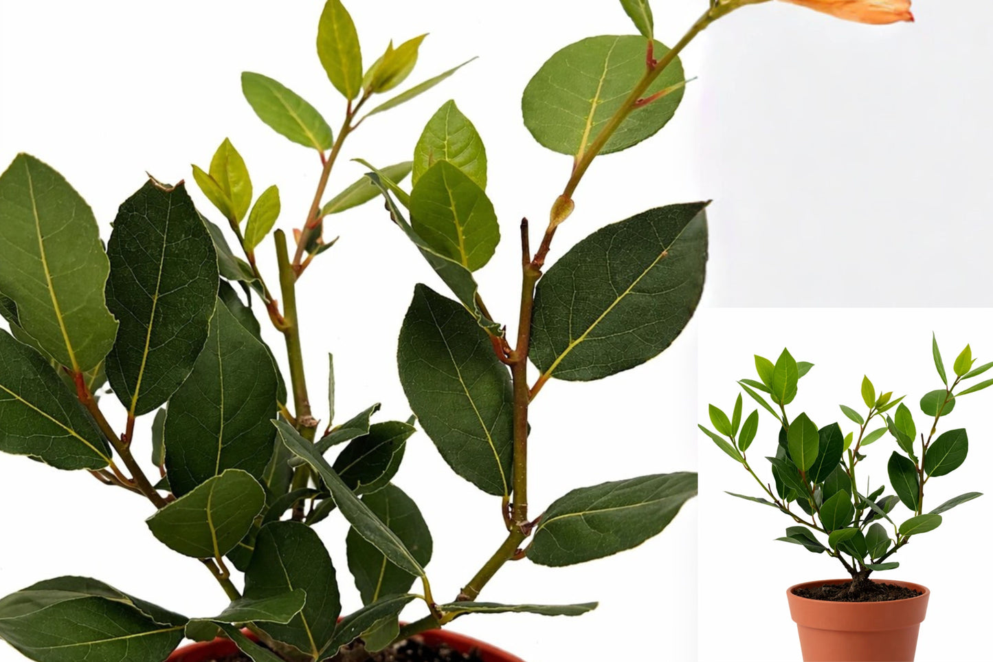 Bay Laurel Live Plant 1 Plant, 10 Inches Tall, 4-Inch Pot – Laurus nobilis