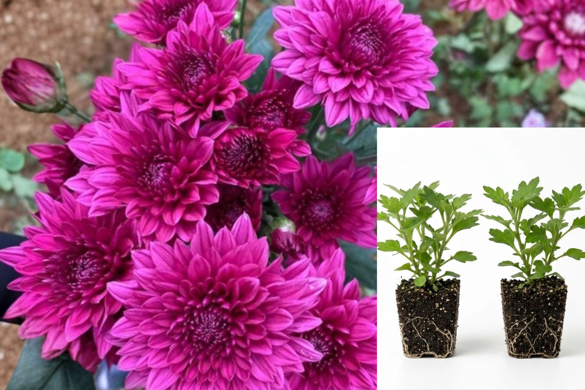 2 Purple Mum Live Plants, Chrysanthemum Starter Plants, 5–7 Inch Rooted Flowers, Perennial Garden Plants, USDA Zones 5–9