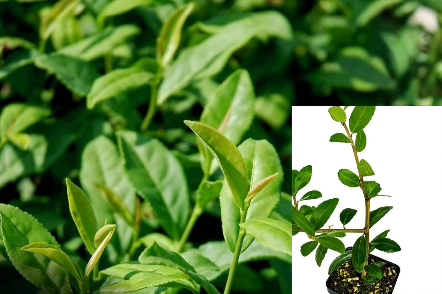 Dwarf Yaupon Holly Live Plant – 3–8 Inch Starter – Ilex vomitoria