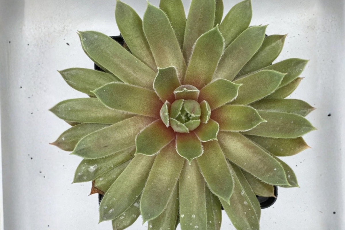 Sempervivum Braunii Live Succulent Plant, Hens and Chicks Houseleek, Cold Hardy Rosette Succulent for Rock Gardens