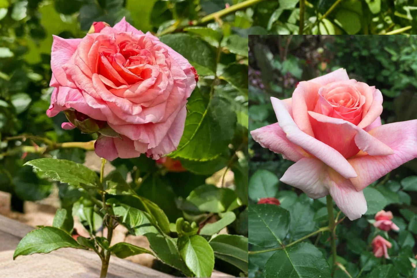 Lady Ashe Climbing Rose 5 Cuttings – Fragrant Pink Rose