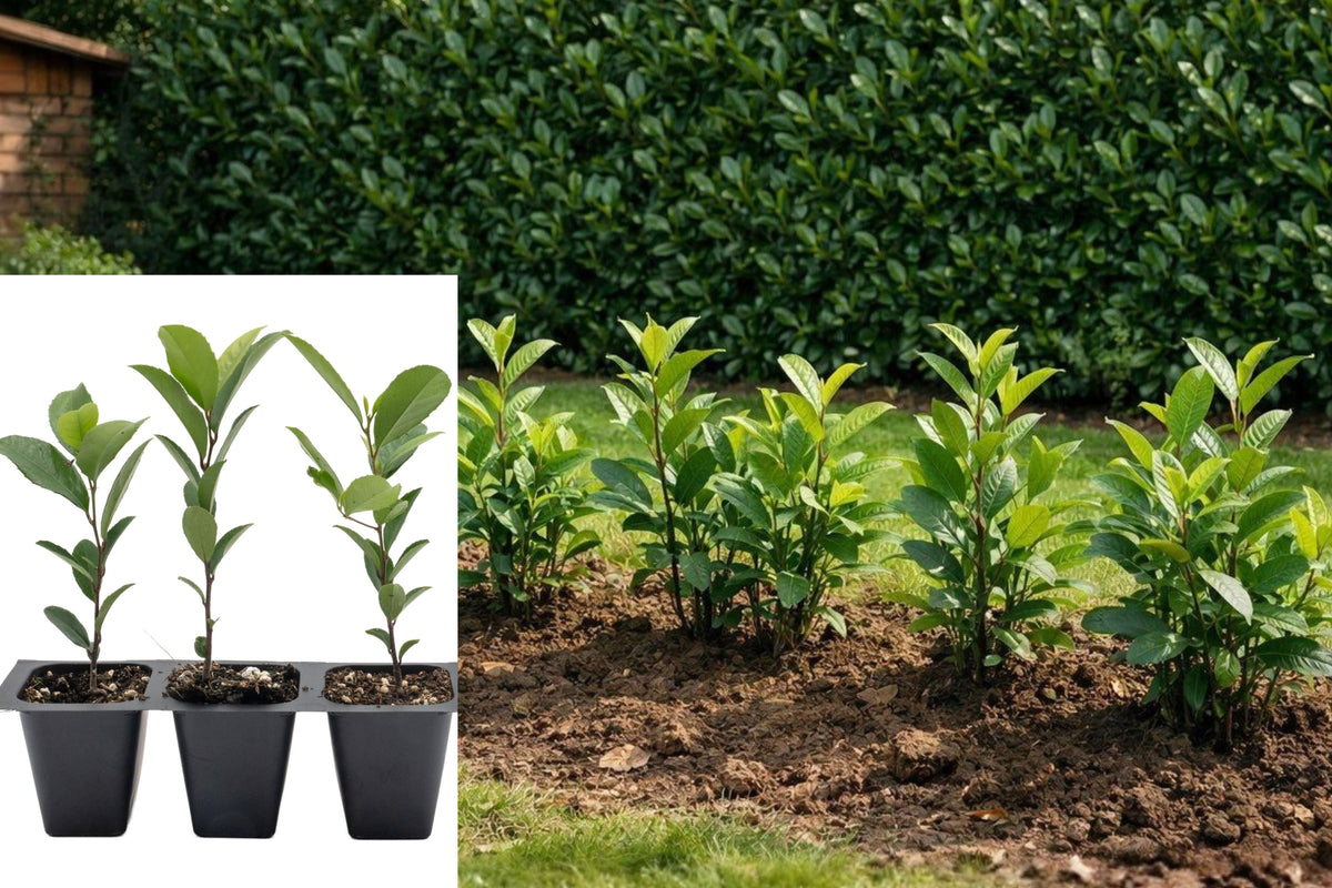 Carolina Laurel Live Seedlings, 5+ Young Shrub Plants Not Cuttings, Outdoor Hedge and Garden Starts