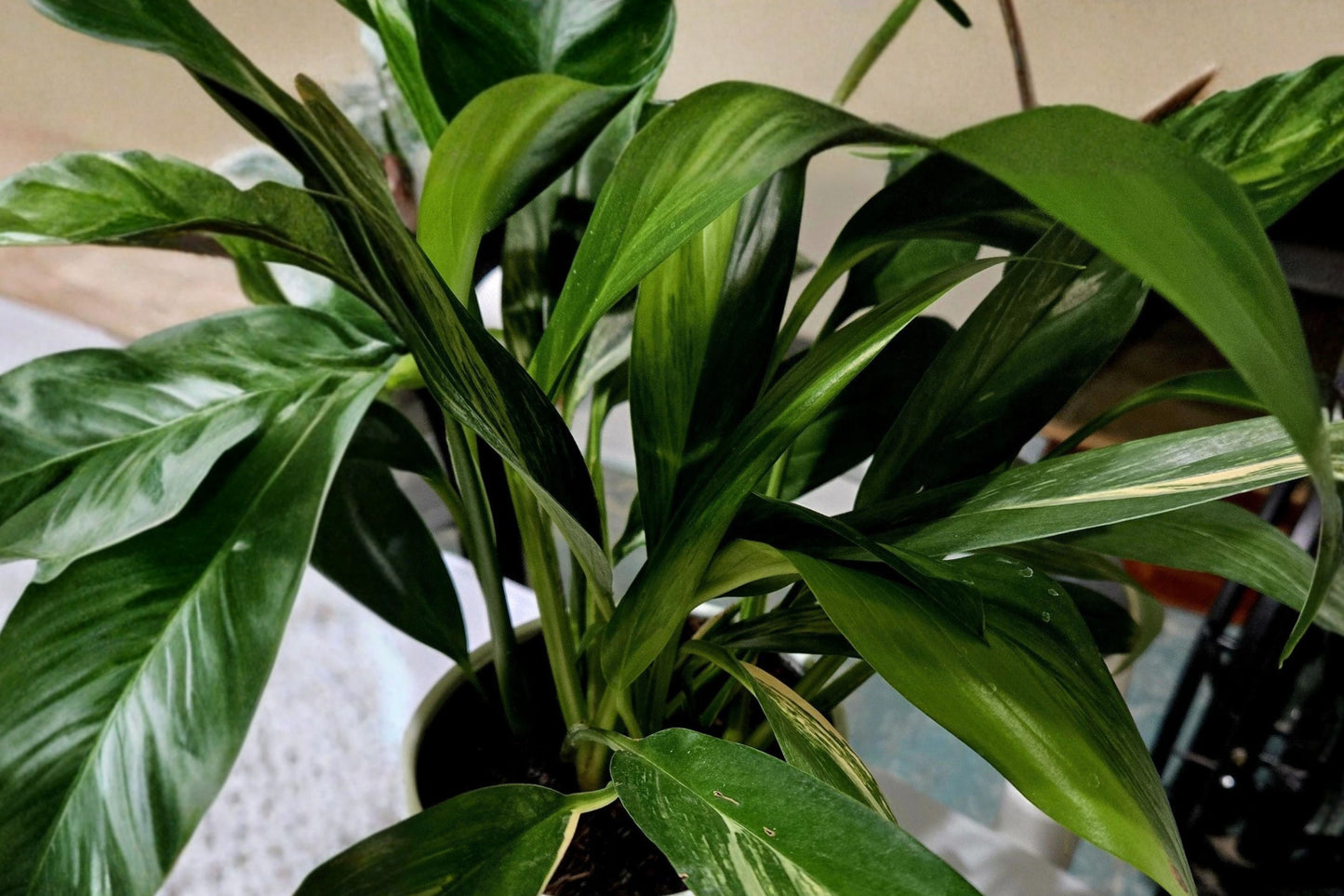 Variegated Silver Streak Pothos Live Rooted Plant – Epipremnum