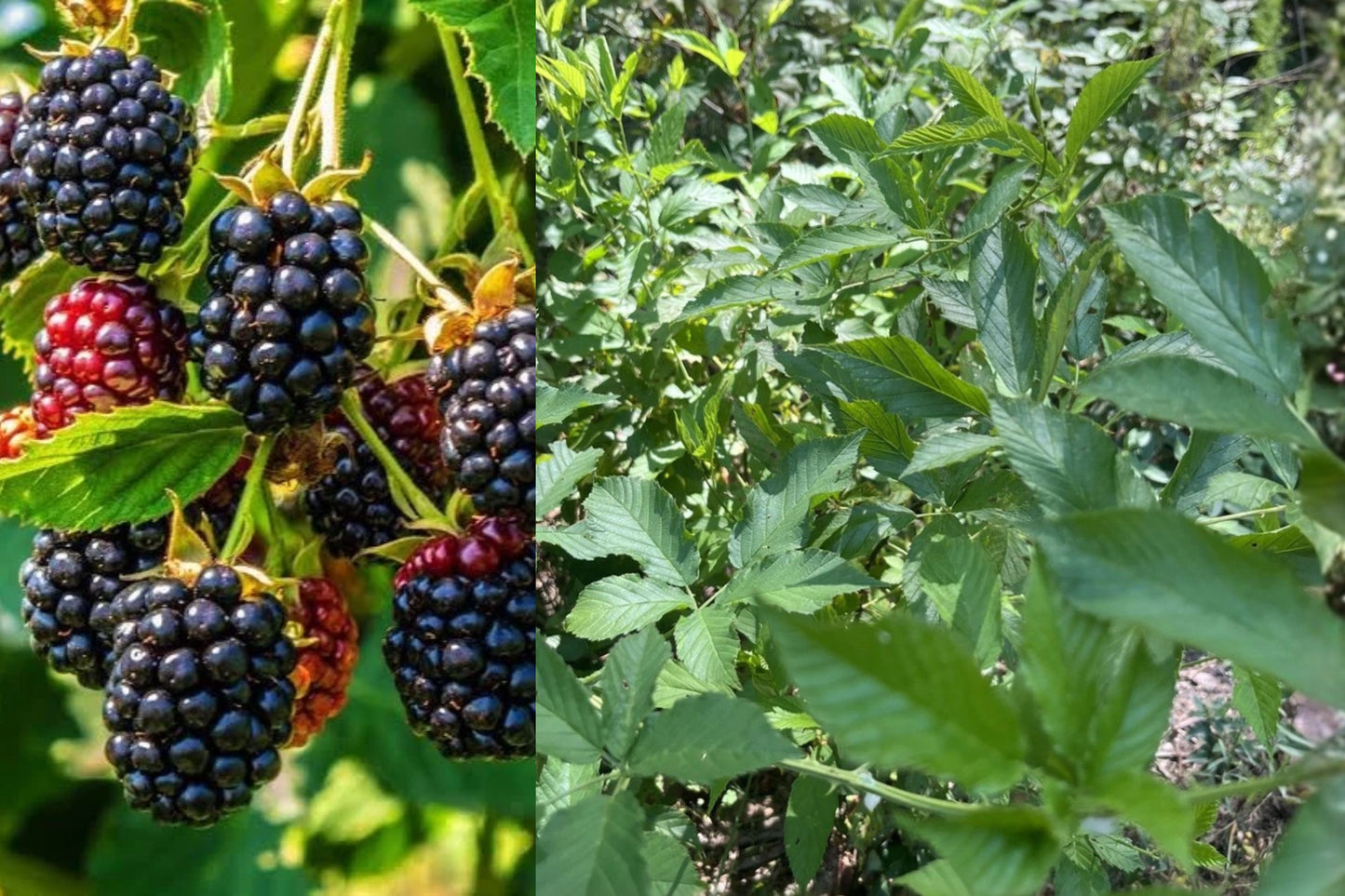 Blackberry Live Plant – Rooted Crown and Cane – Highbush Variety