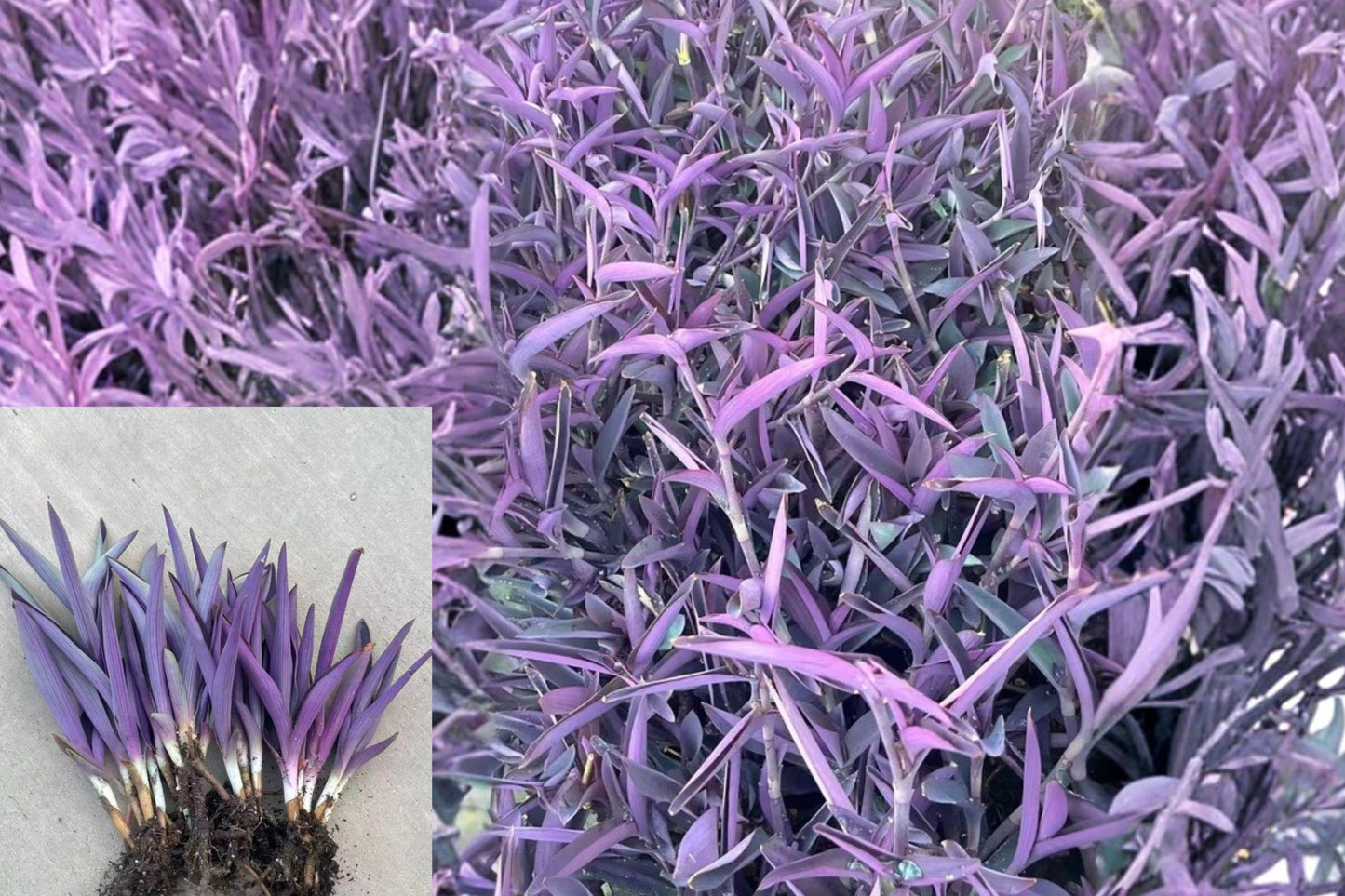 3 Purple Heart Live Plants – Fully Rooted – Tradescantia pallida