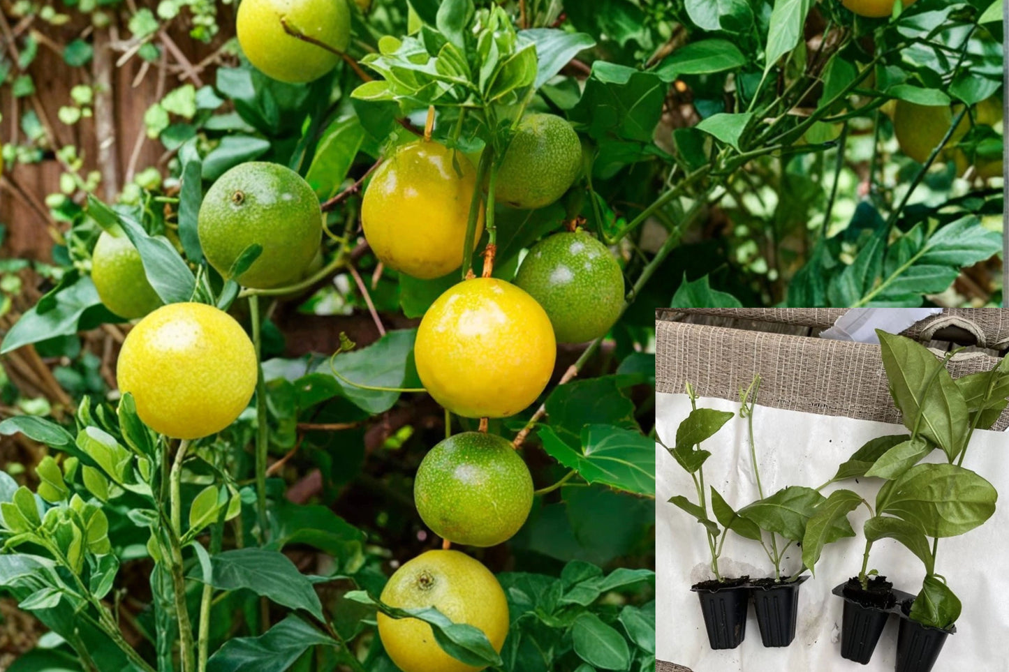 Yellow Passion Fruit 1 Live Plant – 4–6" – Passiflora edulis