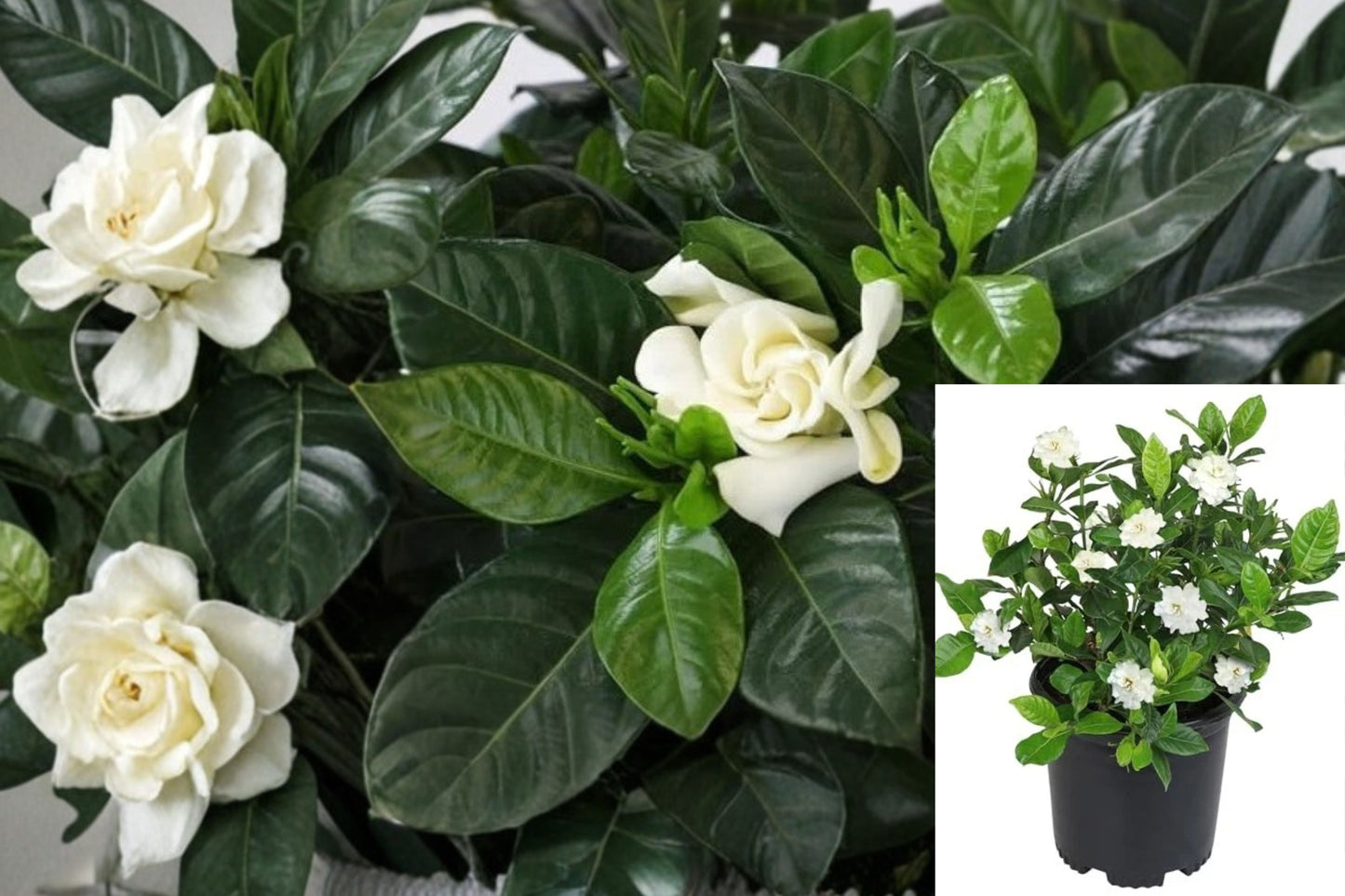Cape Jasmine Gardenia Live Plant – 1 Potted Plant – Gardenia jasminoides