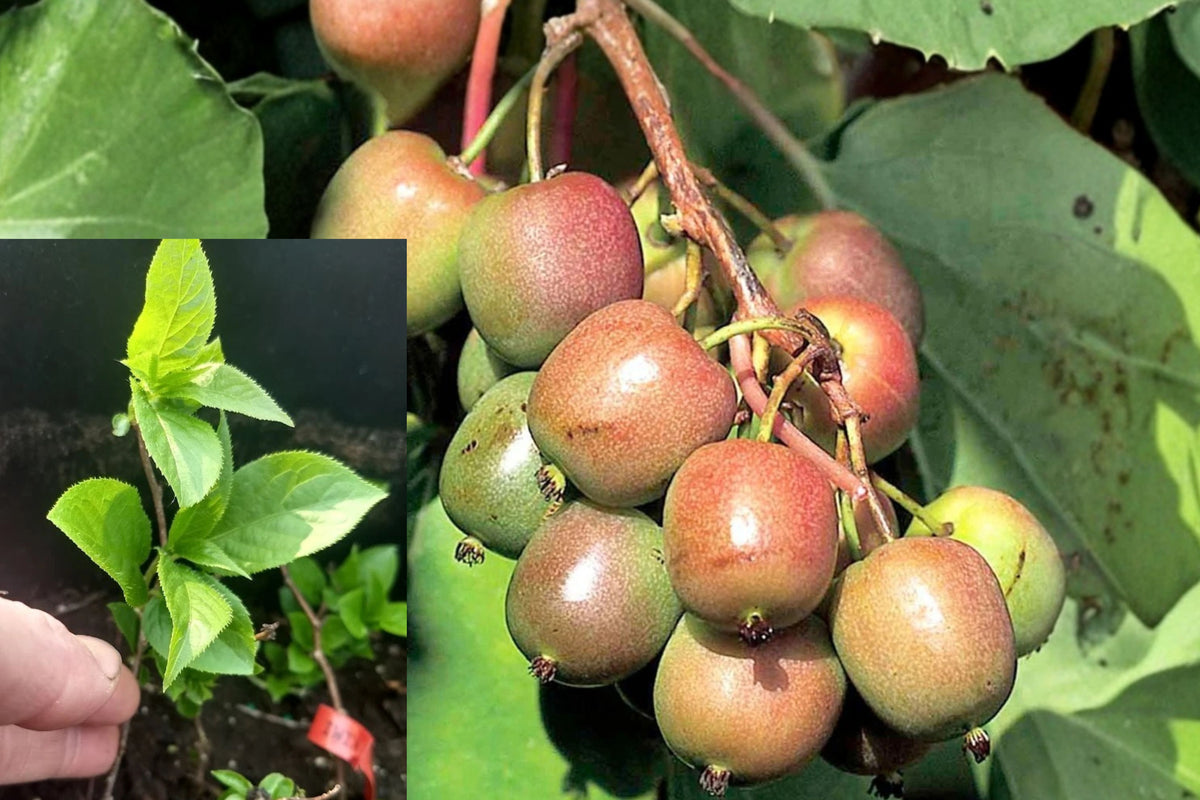 Geneva Hardy Kiwi Female Live Plant – 1 Rooted Starter – Actinidia arguta