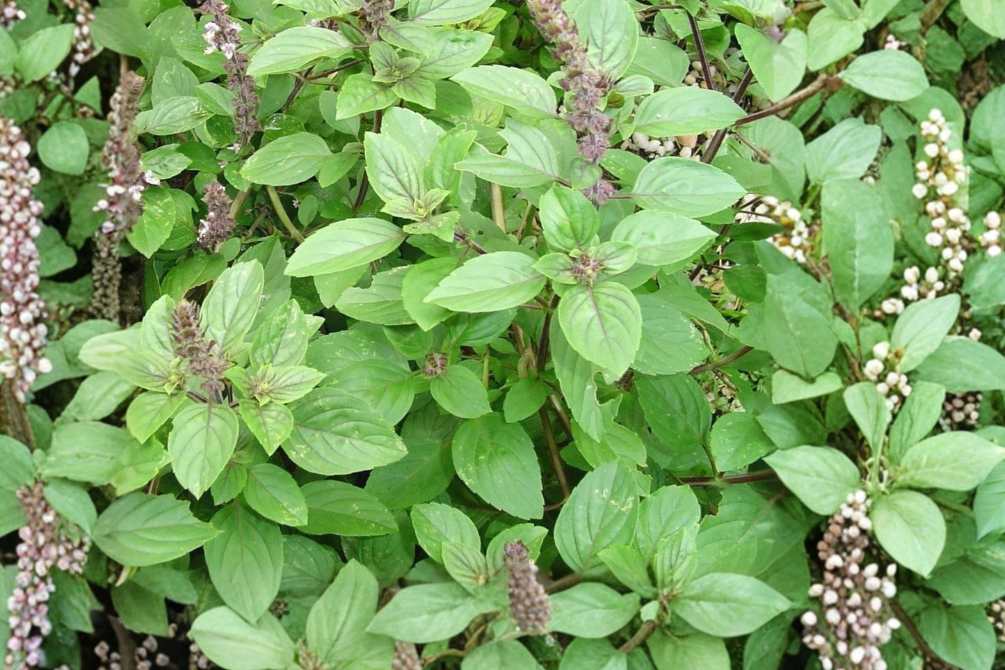 African Blue Basil 1 Live Rooted Plant – 4" and Taller – Soil Intact, No Pot
