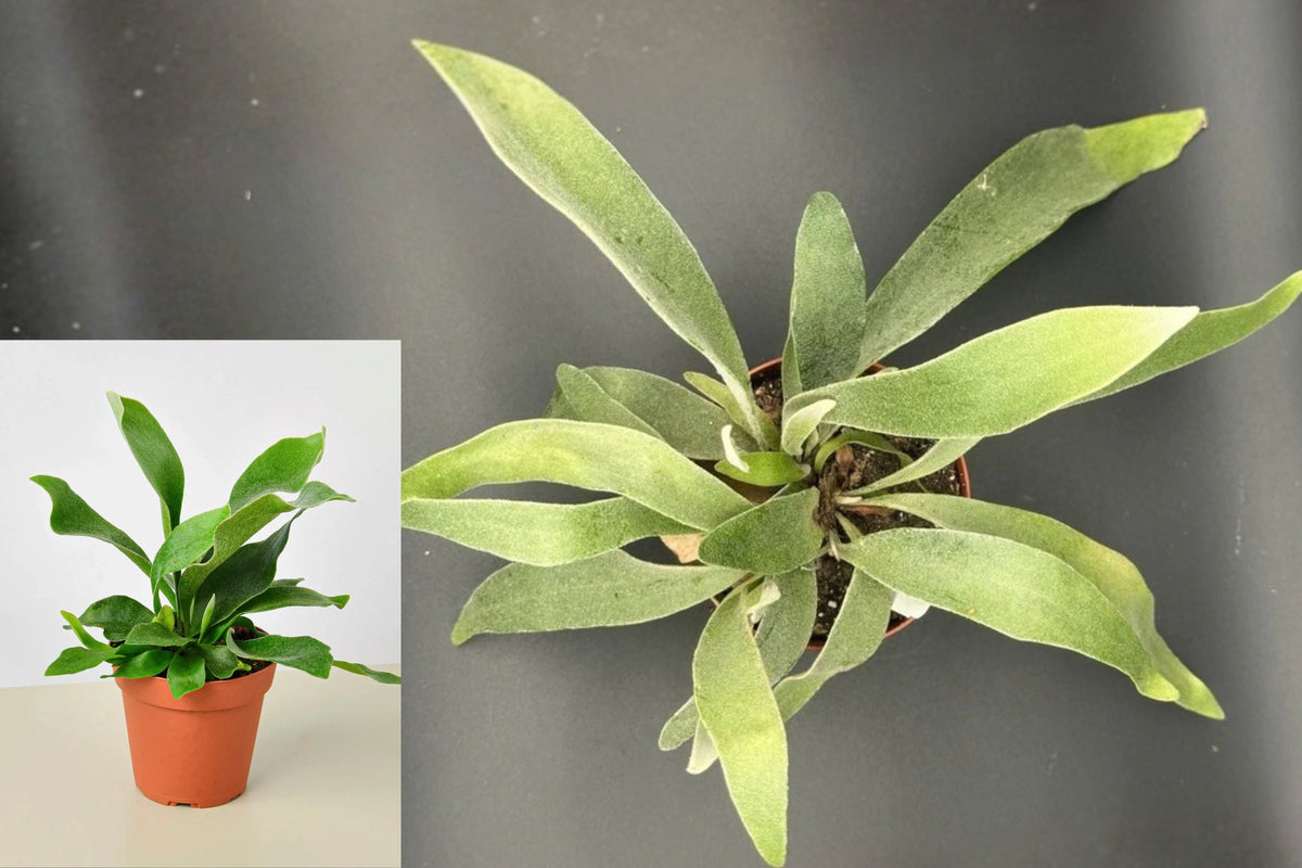 Silver Staghorn Fern Live Plant – 4 Inch Pot – Platycerium veitchii