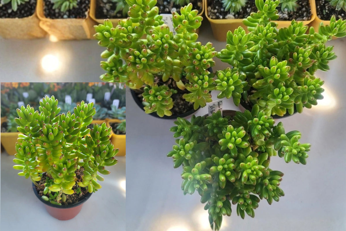 Live Rooted Jelly Bean Plant – Sedum rubrotinctum in 4-Inch Pot