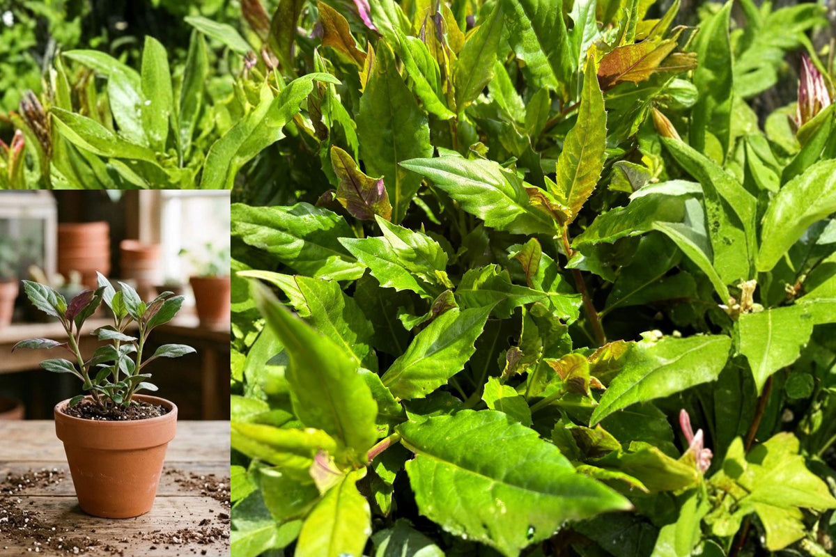 Okinawa Spinach Starter Plants – 3 Live Plants – Gynura