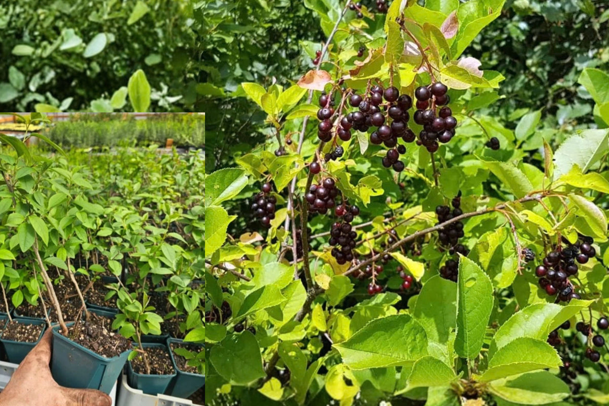 Chokecherry Live Plant – 5" Pot – 8" Tall – Prunus virginiana
